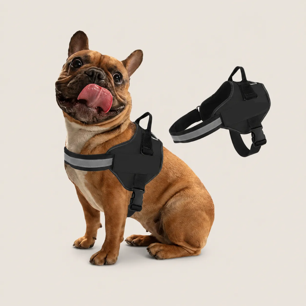 Dog Harness Customization